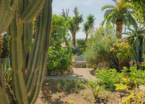 a garden with cactus and other plants and trees at Casa Mona, Turismo de Interior in Llubí