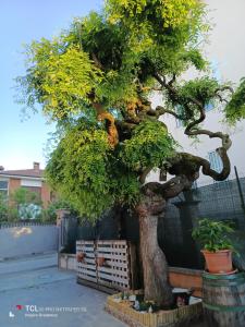 a bonsai tree in front of a fence at L'albero del druido in Villastellone