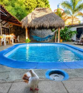 a bird standing in front of a swimming pool at hotel Oasis Managua Experience - HOME in Managua