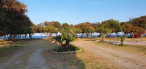 a small palm tree in a field near the water at Piccolo Paradiso Crotone in Casa Margherita