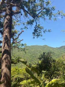 a tree with a view of mountains in the background at Casa Xunaan in Gómez Farías +2 photos