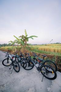 a row of bikes parked next to a field at Tegal Wangi Penebel in Penebel