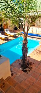 a palm tree in front of a swimming pool at Aant Dorpseind in Vanrhynsdorp