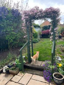an orange cat standing under an arch with flowers at Pilgrims Retreat in Kent +2 photos
