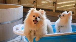 two dogs and a cat sitting on a chair at Yururi Nishiizu in Ukusu