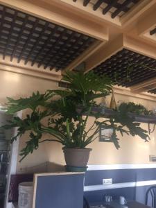 a potted plant sitting on top of a table at Marine Inn in Powell River