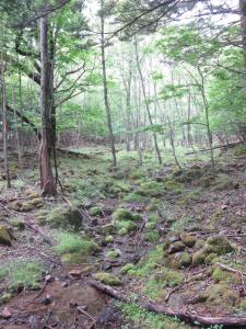 a forest with rocks and trees and a creek at Shiunso in Nikko