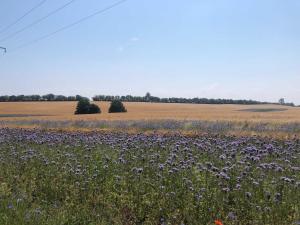 a field of purple flowers in the middle of a field at Ferienwohnung Scheffler in Krakvitz