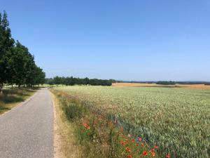a field of flowers next to a road at Ferienwohnung Scheffler in Krakvitz +20 photos