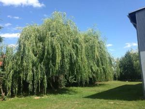 a large weeping willow tree in a yard at Ferienwohnung Mohnblume in Gerswalde