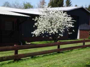 a tree in front of a fence at Ferienwohnung Verdenhalven in Horst