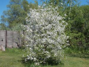 a white flowering tree in a field next to a fence at Ferienwohnung Mohnblume in Gerswalde +52 photos