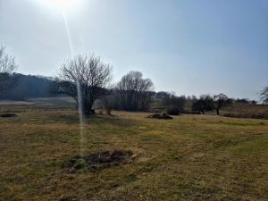 a field with a tree in the middle of a field at Ferienwohnung Kranichblick in Hoppenrade