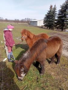 a little girl standing next to two horses in a field at Spreewald-Pension Marina in Lübben +38 photos