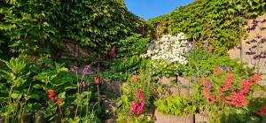 a garden filled with lots of different colored flowers at Ferienhaus Rosengarten in Blankenburg