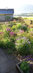 a garden with purple flowers in front of a fence at Gästehaus Wiesenhof in Schwarzenberg