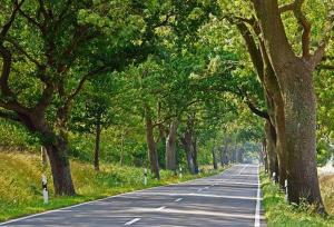 an empty road with trees on either side of it at Ferienwohnung Jargow 1 - Alt-Reddevitz in Alt Reddevitz