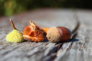 a close up of a snail on a wooden table at Ferienwohnung Rhönwiese in Birx +17 photos