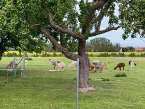 a herd of sheep grazing in a field next to a tree at Tiny House auf der Alpaka Farm in Rubkow +19 photos