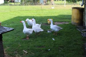 a group of white ducks standing in the grass at Ferienwohnung "Feldblick" Schuhmacher in Gützkow