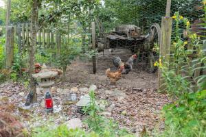 two chickens in a garden with a fence at Ferienwohnung Eulennest, 35230 in Schwerinsdorf