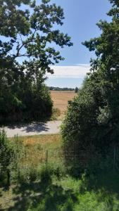 a dirt road in a field between two trees at Tiny Haus C235 Wacholderdrossel in Groß Kordshagen