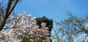 a tree with pink flowers on top of it at Fewos Storchenhof am Kummerower See in Meesiger