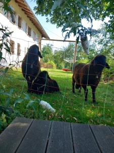 Drei Schafe liegen im Gras hinter einem Zaun in der Unterkunft Ferienwohnung Andre in Miesbach