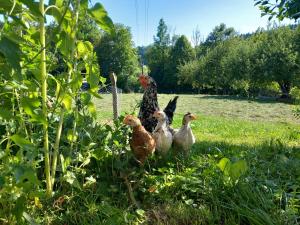 Eine Gruppe Hühner steht im Gras in der Unterkunft Ferienwohnung Andre in Miesbach + 19 Fotos
