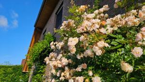 a bush of pink flowers on the side of a building at Ferienwohnung "Friesentied" 35229 in Hesel +15 photos