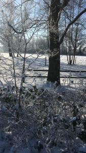 a tree in a field with snow on the ground at FeWo Hasen Suite in Worpswede
