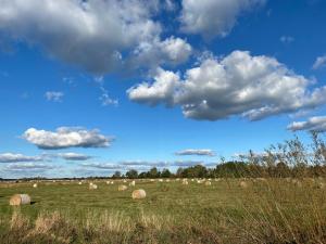 a herd of animals grazing in a field at FeWo Hasen Suite in Worpswede
