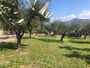 a row of olive trees in a field of grass at Masseria della Fontana Vecchia in San Cipriano Picentino