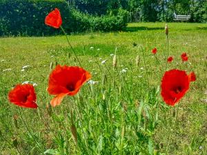a field of red poppies in a field of grass at Ferienwohnungen Klein Kapelle in Gingst