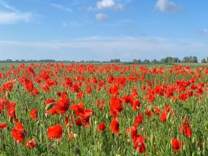 a field of red poppies in a green field at Ferienwohnungen Klein Kapelle in Gingst