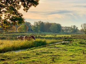 two horses grazing in a field of grass at Ferienwohnungen Klein Kapelle in Gingst +51 photos