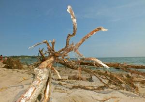 a piece of driftwood on a sandy beach at Haus an der Düne WE 05 in Lobbe