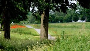 a tree in the middle of a field of flowers at Bungalow Wallner in Basedow