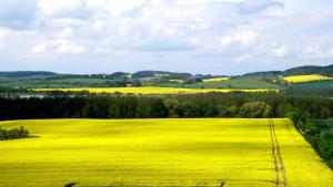 a field of yellow rapeseed in the rolling hills at Bungalow Wallner in Basedow
