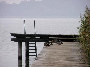 a group of ducks standing on a dock near the water at Bungalow Wallner in Basedow