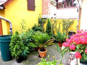 a garden with plants and flowers in front of a building at Ferienhaus in Teterow +12 photos