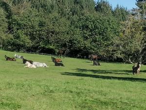 a group of cows and horses grazing in a field at Hofgut Bentele in Deggenhausertal