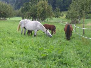 three horses grazing in a field of grass at Hofgut Bentele in Deggenhausertal +22 photos
