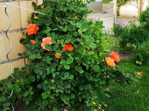 a bush of orange flowers on the side of a fence at Hofgut Bentele in Deggenhausertal