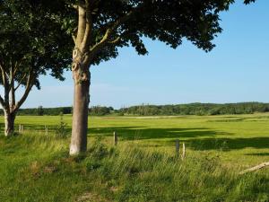 a tree in the middle of a field at Ferienwohnung Bunte Wiese in Parchtitz