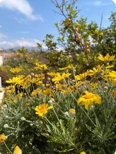 a bunch of yellow flowers in a field at Μαργαρίτα 1 in Fiskardo