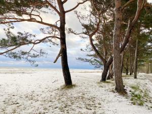 a row of trees on a beach with snow at Ferienwohnung Ostseeliebe mit Balkon in Baabe +21 photos