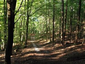 a dirt road in a wooded area with trees at Ferien am Roten Haus in Buckow