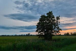 a tree sitting in the middle of a field at Ferienwohnung Spreewald pur in Stennewitz