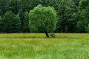 a tree in the middle of a field of grass at Ferienwohnung Spreewald pur in Stennewitz